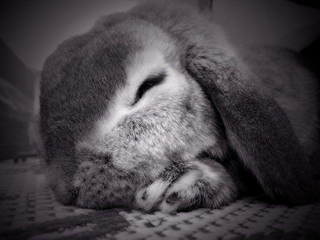 1454209547_90f1949d89_z